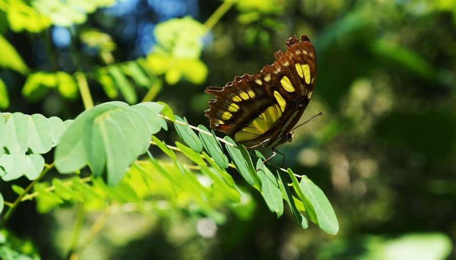 Vista de una mariposa en una planta