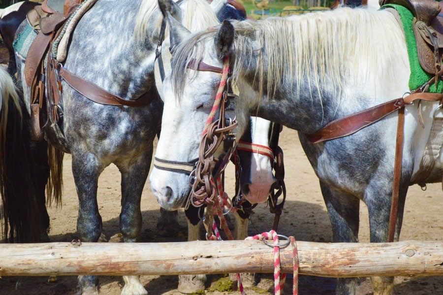 Vista de los caballos dentro de los establos de Breckenridge