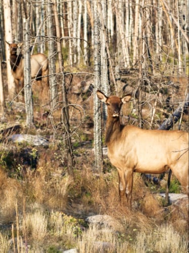 Un alce en medio del bosque en el Parque Nacional de las Montañas Rocosas