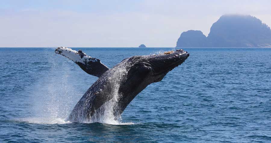 Vista de una ballena jorobada en el Parque Nacional de los Fiordos de Kenai