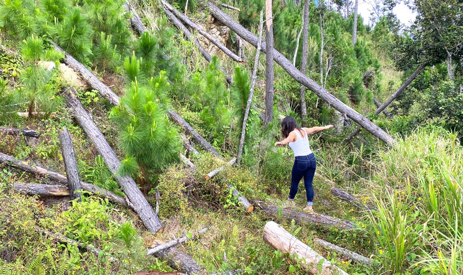 La autora balanceándose sobre un pino.