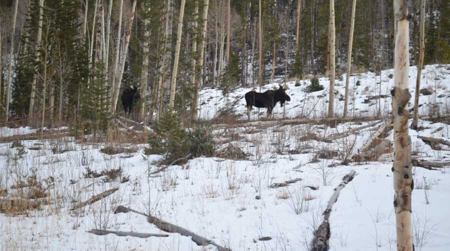 Vista de los animales en el Rainbow Lake Trail