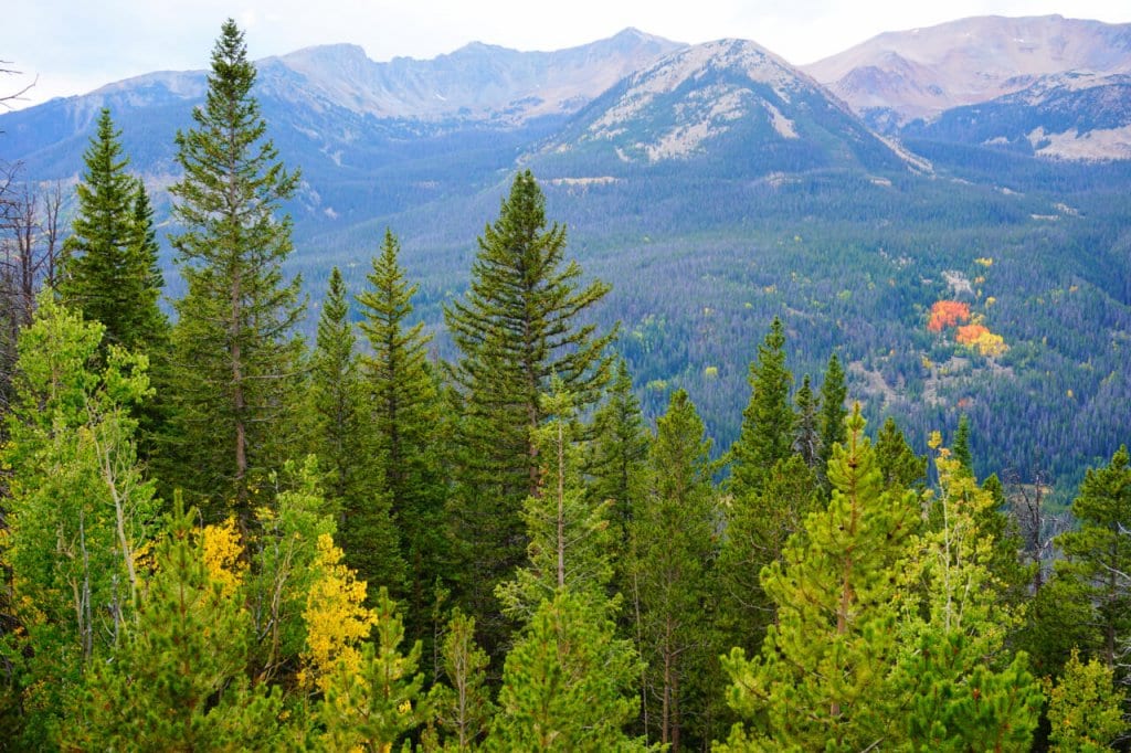 Vista de los árboles en el Parque Nacional de las Montañas Rocosas