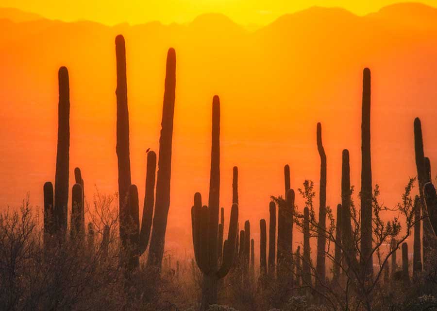 Vista desde el Parque Nacional Saguaro durante la puesta de sol