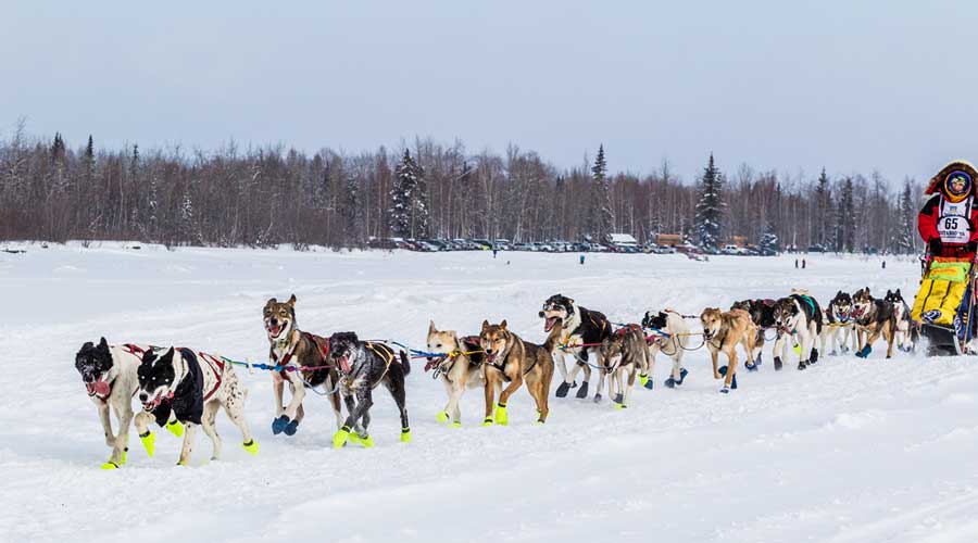 Vista de perros durante la carrera de perros de trineo Iditarod Trail en Alaska